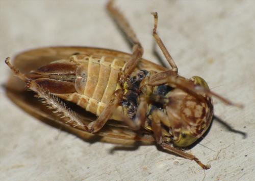 Acericerus sp.